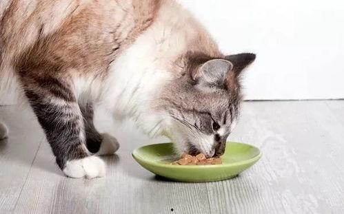 吃瓜娱乐酱猫,揭秘娱乐圈那些不为人知的幕后故事