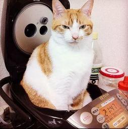 娱乐吃瓜菌猫猫,揭秘娱乐圈那些不为人知的幕后故事