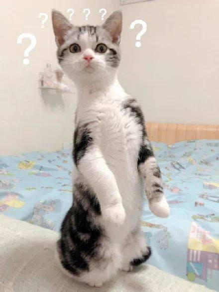 娱乐圈吃瓜猫咪是谁,揭秘网络红人的幕后故事