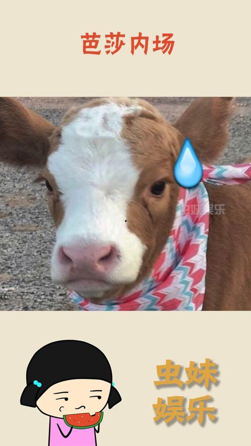 娱乐吃瓜酱导盲犬,跟随“吃瓜酱”探索无障碍世界的欢乐时光