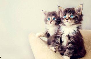 娱乐吃瓜酱小猫咪,揭秘娱乐圈那些不为人知的幕后故事