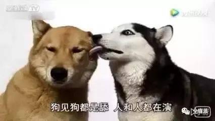 娱乐吃瓜酱舔狗