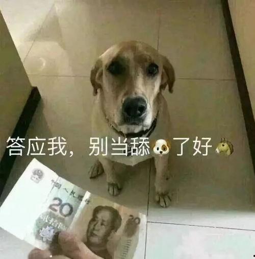娱乐吃瓜酱舔狗
