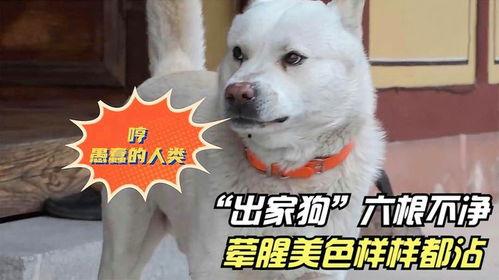 娱乐吃瓜酱寺庙里的小狗