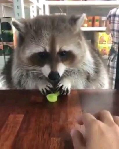 娱乐吃瓜酱小动物视频大全