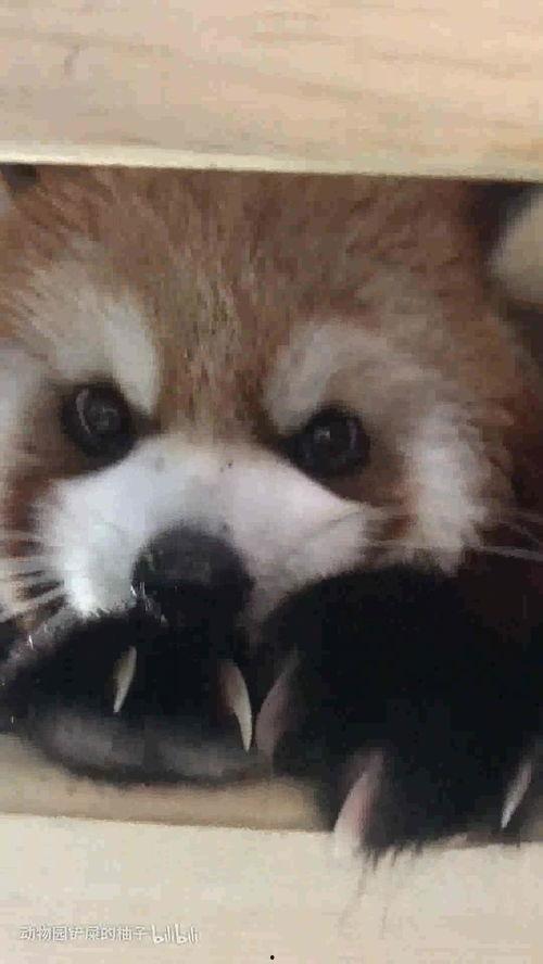 娱乐吃瓜酱小动物视频大全